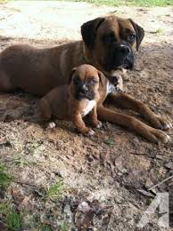 Maybe you would like to learn more about one of these? Pets And Animals For Sale Rochelle Ga