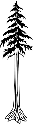 'redwood tree silhouette' by katedill0n. Png Clipart Clip Art Of Sequia Tree