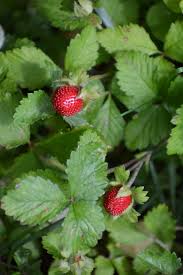 Image result for Duchesnea indica