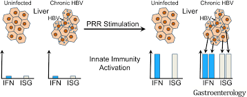 Hepatitis b, also called hbv and hep b, can cause cirrhosis (hardening or scarring), liver cancer and even death. Hepatitis B Virus Does Not Interfere With Innate Immune Responses In The Human Liver Gastroenterology