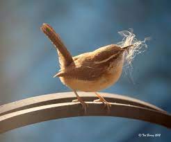 Maybe you would like to learn more about one of these? Carolina Wren Collecting Materials For Building Its Nest Birds Pet Birds Beautiful Birds