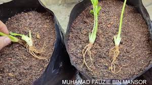 Posting terkait demikianlah penjelasan terlengkap mengenai √ 4 cara menanam daun salam terlengkap. Cara Tanam Daun Sup Paling Mudah Youtube