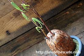 Image result for Adenia stenodactyla