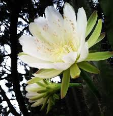 Bunga wijayakusuma (epiphyllum anguliger) termasuk jenis tanaman kaktus yang mempunyai kelas dicotiledoneae, dan dapat hidup pada daerah dengan iklim sedang sampai beriklim tropis. Indahnya Mekar Bunga Kaktus Hanya Bisa Dinikmati Di Pagi Hari Halaman 1 Kompasiana Com