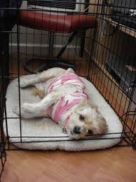Digital journal is a digital media news network with thousands of digital journalists in 200 countries around the world. How To Make Crate Training Fun