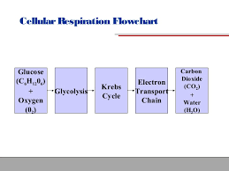 Cellular Respiration