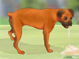 These are the most common symptoms when a tumor affects a limb. How To Treat Mast Cell Tumors In Boxers 12 Steps With Pictures
