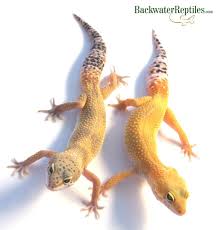 We did not find results for: How To Tell If Your Lizard Is Ready To Shed