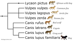 Students Examine A Phylogenetic Tree Showing Dogs Wolves Foxes And Coyotes The Goal Is To Use The Tree To Determine Which Canine Species Is Most Closely Re Phylogenetic Tree Life Science