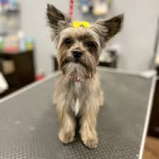 Paws pet food is a local pet food store that has been thriving for 27 years! All Fur Paws 17 Photos 13 Reviews Pet Stores 15220 N Western Ave Edmond Ok United States Phone Number