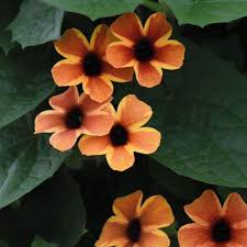 Image result for Thunbergia annua
