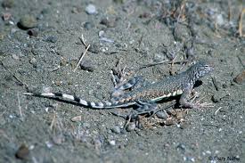 Image result for Dinebra caudata