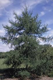Image result for larch tree