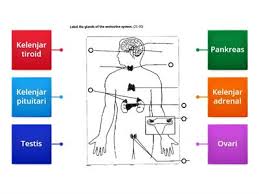 Oleh karena itu, pensinyalan neural mempunyai spesifitas yang lebih tinggi tingkatannya daripada pensinyalan hormonal. Sains Tingkatan 3 Sistem Saraf Manusia Sumber Pengajaran
