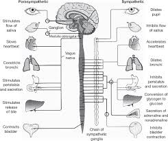 Peripheral nervous system, medical vector illustration diagram with. Sage Books Biological Psychology