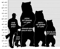 Bear Size Chart Silver Fang Legend Amino