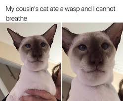 Two experts discuss what you should do if a bee stings your dog or cat — and how you can reduce the risk of a sting in your backyard. Mice Stung By A Wasp Meme