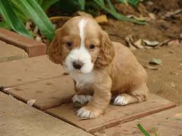 Baby Black And Brown Cocker Spaniel Mini Cocker Spaniels Cocker Spaniel Cocker Spaniel Puppies Cute Animals