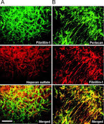 Lista episoadelor din la bloc. Microfibrils At Basement Membrane Zones Interact With Perlecan Via Fibrillin 1 Journal Of Biological Chemistry