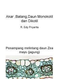 Gambar anatomi daun zea mays terbaik download now mad scientist anat. Akar Batang Daun Monokotil Dan Dikotil