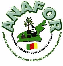 Image result for Cathormion altissimum