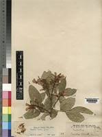 Image result for Craibia