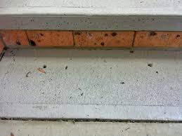 Drilling Injecting The Termite Trackers Termite Inspections Treatments