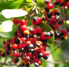 Image result for Apodytes dimidiata