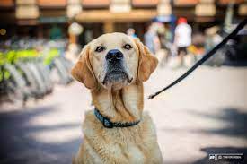 Mammals are useful to people in many other ways. 16 Dogs Of Crankworx Whistler Pinkbike