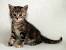 British Shorthair Kittens