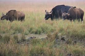 National Parks And Wildlife Sanctuaries In India Wildlifezones Important wildlife sanctuaries in india for ssc enlisted here! national parks and wildlife sanctuaries
