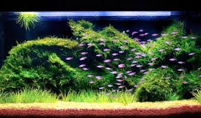 Langsung saja yuk, kita belajar tuntas tentang contoh tumbuhan hidrofit dengan ciri. Akuarium Ikan Hias Memilih Tanaman Aquascape Untuk Pemula