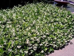A Star Jasmine Backyard Plants Plants Garden Trees