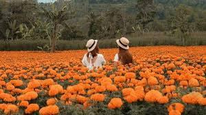 Nama jangmi ni cukup cantik lho bunga ini juga dikenal dengan nama bunga tahi ayam atau bunga gemitir bagi orang bali. Melihat Keindahan Gemitir Garden Wisata Taman Bunga Marigold Instagramable Di Bali Tribun Travel
