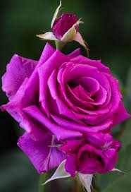 Pin By Joanna Stevens On 1 A File General Beautiful Flowers Real Touch Flowers Beautiful Roses