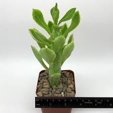 Image result for Monadenium friesii