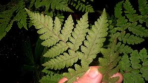 Image result for Triplophyllum