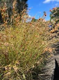 Image result for Themeda