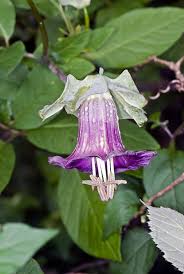 Image result for Cobaea