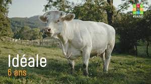 Les invitations pour le salon de l'agriculture 2014 de paris comment ça se passe ? Salon De L Agriculture 2021 A Paris Dates Tarifs Programme