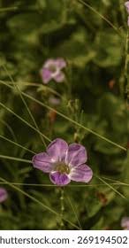 Image result for Falkia