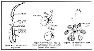 Learners observe and dissect a flower to discover its anatomy and the how each part contributes to its reproduction. Modifications Of Leaves Explained With Diagram