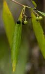 Image result for Coptosperma supra-axillare