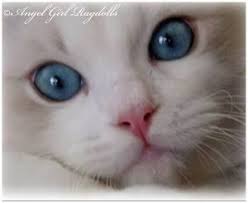 Find great deals on ebay for ragdoll kittens for sale. Ragdoll Kittens For Sale Angelgirl Ragdolls
