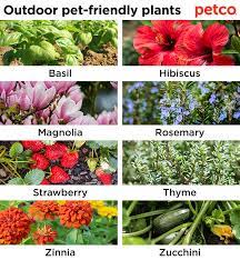 We did not find results for: Pet Friendly And Not So Friendly Plants