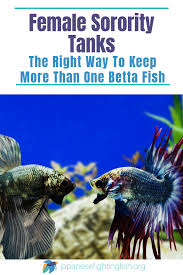 Do Betta Fish Sleep Betta Betta Fish Tank Betta Fish