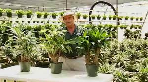 Dracaena 8 Inch Bonsai Stumps Avi Youtube
