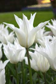 White Triumphator Lily Flowering Tulip Bulbs Bloom Late Spring Bulb Flowers Tulip Bulbs Tulips