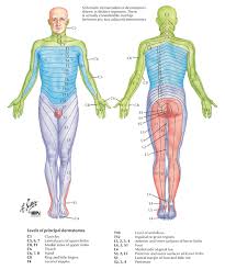 Myotome Testing Sada Margarethaydon Com