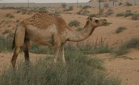 In the story, human colonists on the planet ryushi are caught in the crossfire between a band of wayward young yautja. Camel Animal Facts Camelus Dromedarius Az Animals
